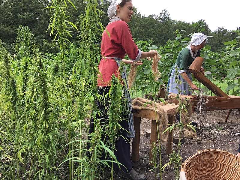 Interpreters Megan Romney, left, and Deb Colburn, right, work to process the hemp harvest Wednesday, Aug. 22, 2018, at George Washington’s Mount Vernon estate. Mount Vernon planted about 1,000 square feet of industrial hemp this year in recognition of Washington’s planting of the crop in the 18th century. (AP Photo/Matthew Barakat)
