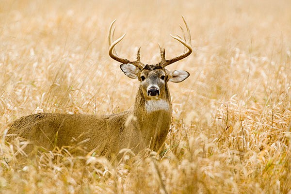 White-tailed deer