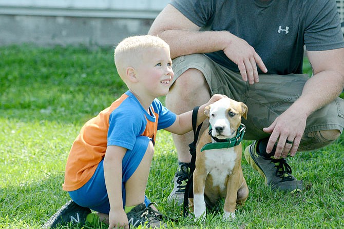 Colby Karsh, 6, shows off his puppy, Mary, Saturday during the Junior Handlers portion of the annual Mid-Mo American Pit Bull Terrier Club's pit bull Dog Show at the Jefferson City Jaycees Fairgrounds.  Judging for the junior competition is not based on the quality of the dog but how well each contestant handles the dog.