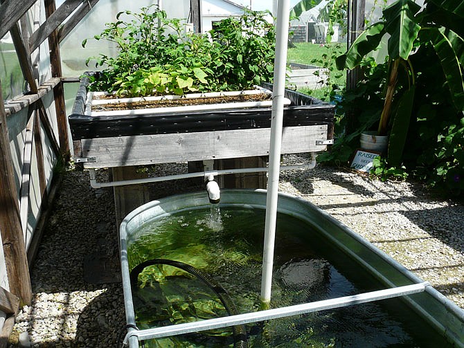 Using a closed pumping system, water is filtered through rocks as it provides moisture for vegetables, then is fed into a tank where fish live and grow, then recycled to do the process again.