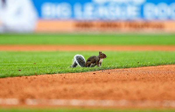 A squirrel runs onto the field in the seventh inning of Sunday afternoon's game between the Tigers and the Cardinals in Detroit. The game was delayed due to the animal but the Cardinals scored five runs after play resumed.