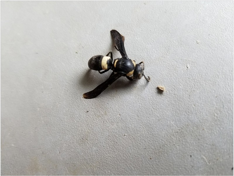 <p>Submitted</p><p>This is the four-toothed mason wasp, Monobia quadridens, in the family Vespidae. They are a beneficial predator and will keep to themselves, but can sting if bothered.</p>