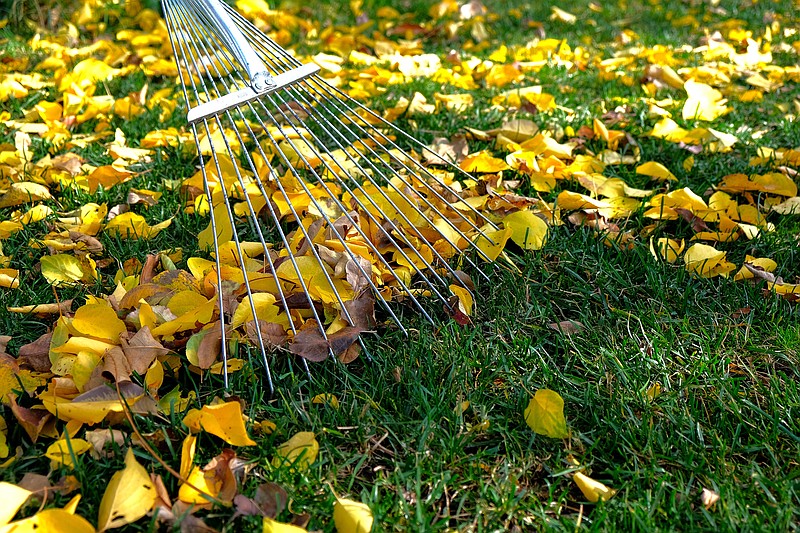 Don't let leaves build up in your yard. They can attract pests and cause mold growth if they get wet. (Dreamstime)