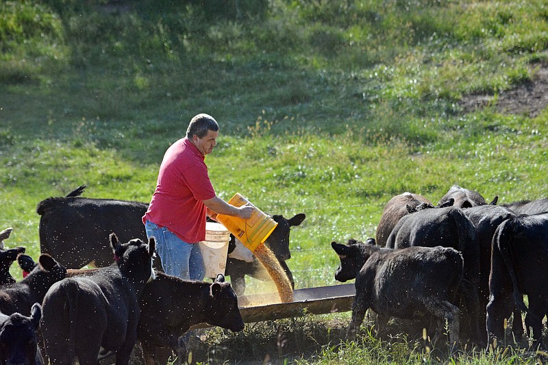 Sally Ince/ News Tribune
Keith Fork, a cattle farmer near Jefferson City, feeds his young herd of cows Wednesday September 12, 2018 at his farm. Fork also started feeding some of his cattle hay since July 4th due to drought conditions this year. 