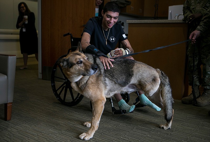 Army Spc. Alec Alcoser is reunited with his dog Alex at Audie L. Murphy Memorial VA Hospital on Friday in San Antonio Alcoser was a military dog handler who suffered a traumatic brain injury and his dog lost a leg after they were hit by the blast of a suicide bomber in Afghanistan Aug. 5. Alcoser is receiving care at the VA's polytrauma unit, while Alex is rehabilitating at Joint Base San Antonio-Lackland.