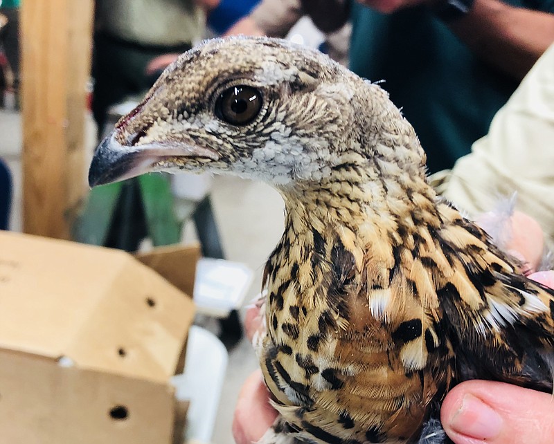 The Missouri Department of Conservation and Wisconsin Department of Natural Resources are working together to restore Missouri's ruffed grouse population by relocating 300 of the birds, like this recently trapped grouse, to Missouri's River Hills region from 2018-20.