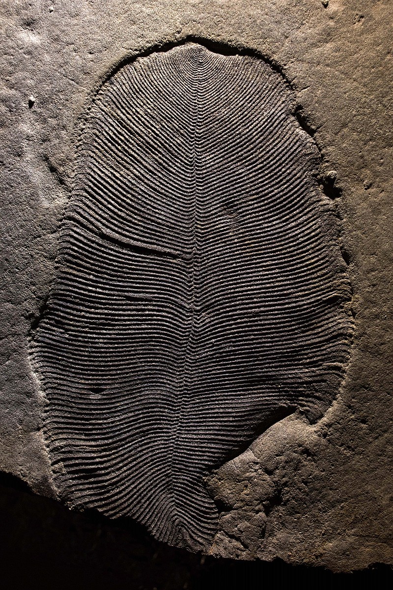 This undated photo provided by Ilya Bobrovskiy in September 2018 shows a Dickinsonia fossil from the White Sea area of Russia. The body is about 9 centimeters (3.5 inches) long. In a report released on Thursday, Sept. 20, 2018, scientists say they've confirmed that these fossils from more than 500 million years ago are traces of an animal, which makes that creature one of the earliest known. (Ilya Bobrovskiy/Australian National University via AP)