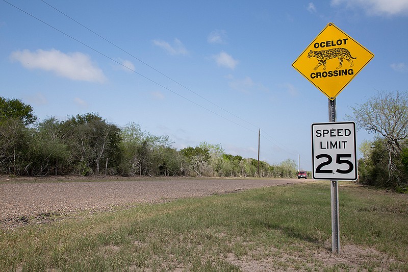 An ocelot crossing sign is displayed in March outside of Laguna Atascosa National Wildlife Refuge in Los Fresnos, Texas.