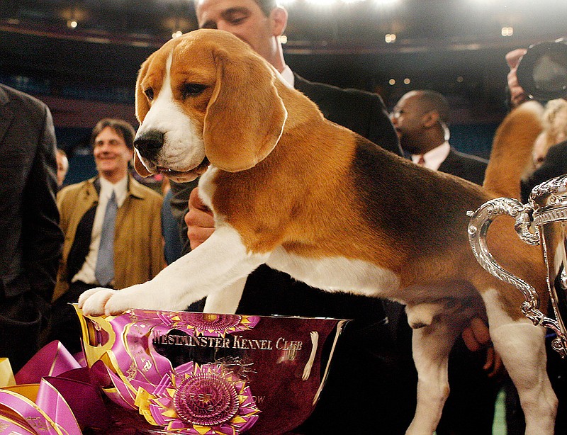  This file photo shows Uno, a 15-inch beagle, posing with his trophy after winning Best in Show at the 132nd Westminster Kennel Club Dog Show at Madison Square Garden on Feb. 12, 2008. Uno, the beagle who became perhaps the most popular show dog ever, died Thursday at the ranch where he lived in Austin. He was 13. 