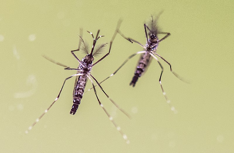 Two yellow fever mosquitos (Aedes Aegypti) are presented on Feb. 10, 2016 at a press conference from the Ministry of Science in Wiesbaden, Germany. Researchers at the University of Texas created a tool to help detect mosquito species that carry disease. (Boris Roessler/DPA/Zuma Press/TNS)