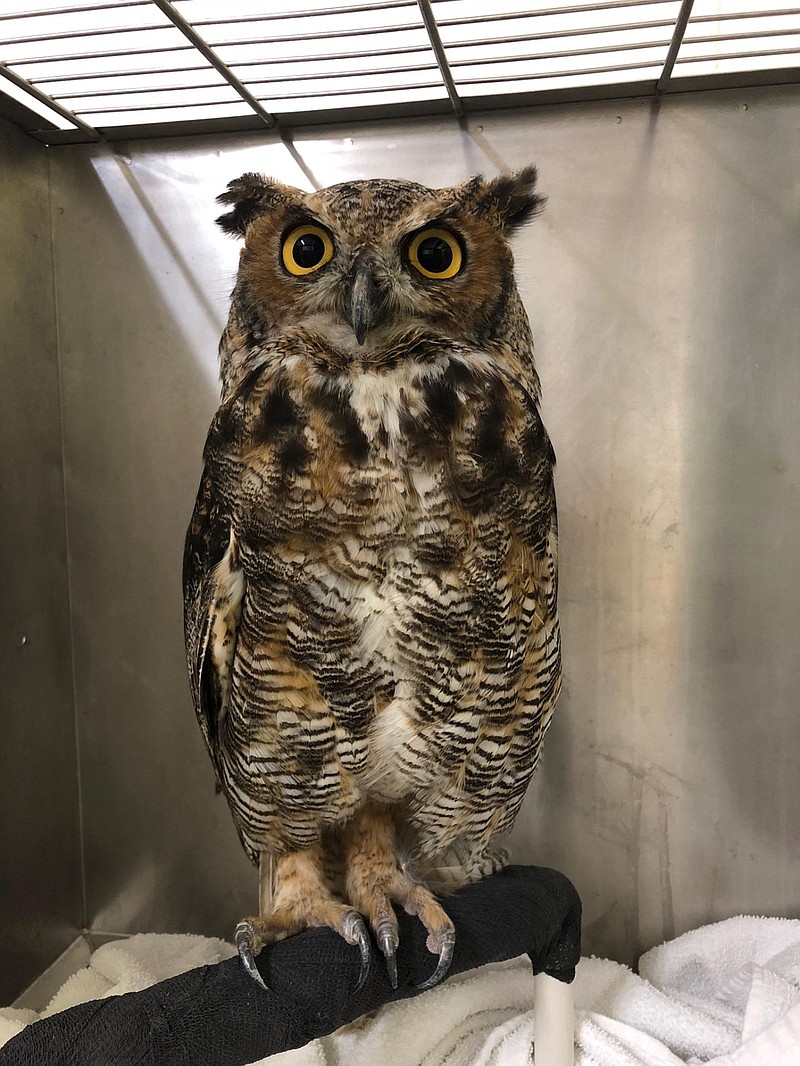 <p>Courtesy of LeeAnn Paterson</p><p>The great horned owl named Vincent van GHOW recuperates after his rescue. “The eyes of a Great Horned Owl are the same size as a human’s, however, the GHO has a small skull. If a human being had eyes in its head to compare with Great Horned’s, our eyes would be the size of grapefruits and weight five pounds each,” according to Raptor Rehabilitation of Kentucky Inc.</p>