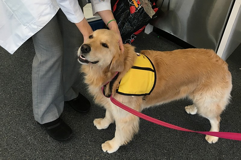 This March 2017 photo provided by Johns Hopkins University shows therapy dog Winnie at the university's hospital in Baltimore, Md. Therapy dogs who visit hospital patients can bring joy, affection, and _ superbug bacteria _  according to a new study by Johns Hopkins released Friday, Oct. 5, 2018. Casey Barton Behravesh of the Centers for Disease Control and Prevention said it adds to the growing understanding that while interactions with pets and therapy animals can be beneficial, they can also carry risk. (Meghan Davis/Johns Hopkins University via AP)