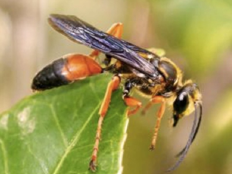 <p>Submitted</p><p>The Great Golden Digger Wasp is a large solitary wasp, often seen feeding busily from flowers. The abdomen is orange or rusty-red in front and black at the end. The head and thorax have golden hairs. Like all solitary wasps, they are not aggressive.</p>