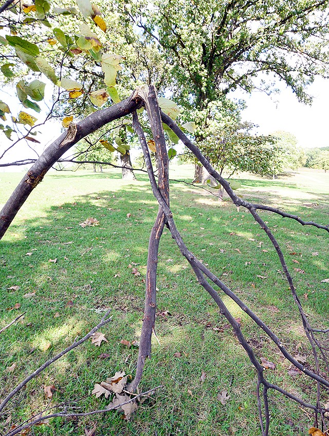 Damaged trees at Oak Hills Golf Course were caused by deer who like to use them as a scratching posts. The course will have a private archery hunt since it has had some deer issues.