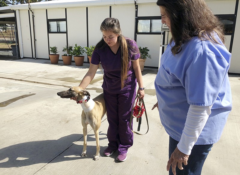 In this Wednesday, Oct. 10, 2018, photo, manager Karen Stalk watches as a worker returns a greyhound after donating blood at Hemopet canine blood bank in Garden Grove, Calif. The organization said the dogs are walked at least five times daily and given outdoor recreation time. The animal rights group People for the Ethical Treatment of Animals (PETA) has filed a complaint alleging mistreatment of dogs at Hemopet, one of the nation's largest canine blood banks, a claim the nonprofit organization that runs the Southern California facility for retired racing greyhounds adamantly rejects. Hemopet said the dogs are well-cared for and provide a vital service that saves pets' lives. (AP Photo/Amy Taxin)