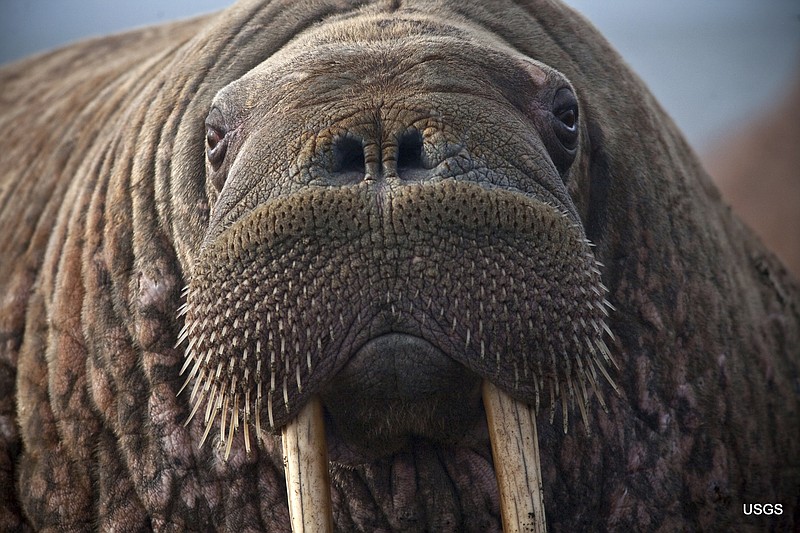 This photo provided by the United States Geological Survey shows a female Pacific walrus resting, Sept. 19, 2013 in Point Lay, Alaska. A lawsuit making its way through federal court in Alaska will decide whether Pacific walruses should be listed as a threatened species, giving them additional protections.  Walruses use sea ice for giving birth, nursing and resting between dives for food but the amount of ice over several decades has steadily declined due to climate warming.   (Ryan Kingsbery/U.S. Geological Survey via AP)