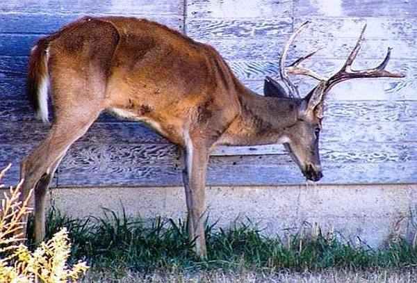 An emaciated white-tailed deer infected with Chronic Wasting Disease stands with his head down. Deer infected with CWD do not always look sick — unlike this infected buck — and can spread the disease while appearing healthy. CWD is in Missouri and is spreading.