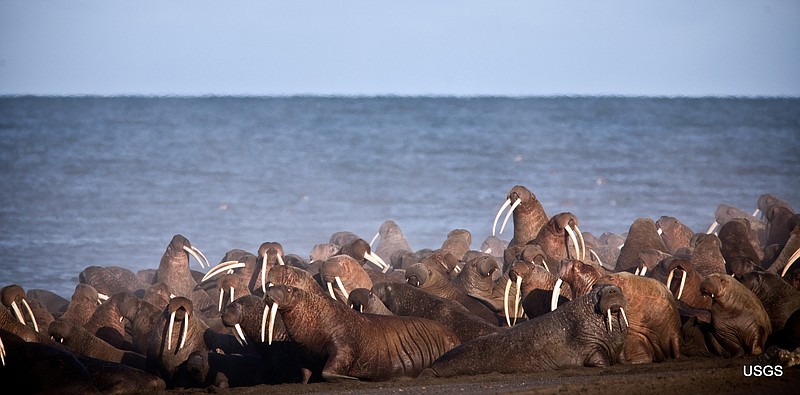 In this Sept. 2013 photo provided by the United States Geological Survey, Pacific walruses gather to rest on the shores of the Chukchi Sea near the coastal village of Point Lay, Alaska.  A lawsuit making its way through federal court in Alaska will decide whether Pacific walruses should be listed as a threatened species, giving them additional protections.  Walruses use sea ice for giving birth, nursing and resting between dives for food but the amount of ice over several decades has steadily declined due to climate warming.   (Ryan Kingsbery/United States Geological Survey via AP, file)