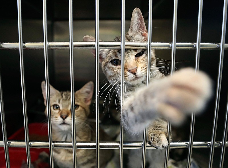 A kitten puts its paw out of the kennel Friday, Oct. 12, 2018, at the Galveston Island Humane Society. An oral birth control method for feral cats would supplement the current trap, neuter and release program.  