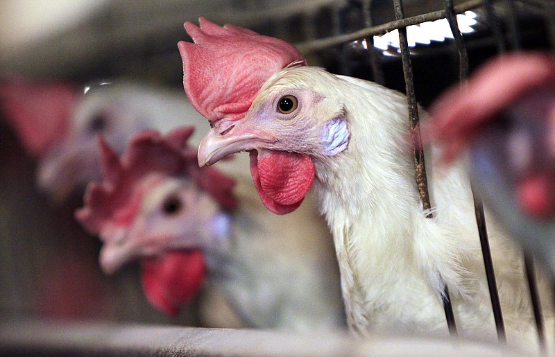 FILE - In this July 1, 2010 file photo, chickens poke their heads out of cages in Turner, Maine. President Donald Trump’s tariffs on steel, aluminum and other imported goods are threatening a trade deal with South Africa that gives U.S. chicken producers duty-free access to a market that had effectively been shut to them for years.  (AP Photo/Robert F. Bukaty)