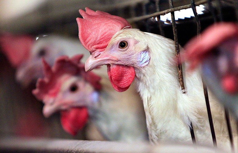 In this July 1, 2010 file photo, chickens poke their heads out of cages in Turner, Maine. President Donald Trump's tariffs on steel, aluminum and other imported goods are threatening a trade deal with South Africa that gives U.S. chicken producers duty-free access to a market that had effectively been shut to them for years.  (AP Photo/Robert F. Bukaty)