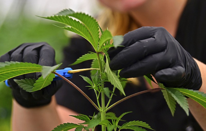 In this Thursday, Sept. 20, 2018, photo, Allison Johnson, an employee of Buckeye Relief LLC, works on topping a marijuana plant.