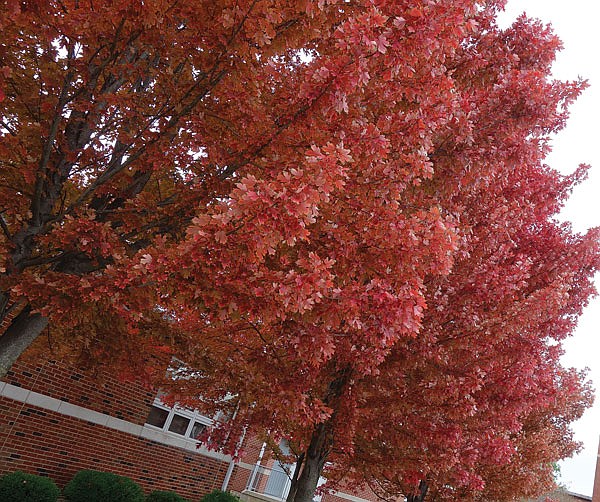 Sugar maples are seen at William Woods University.