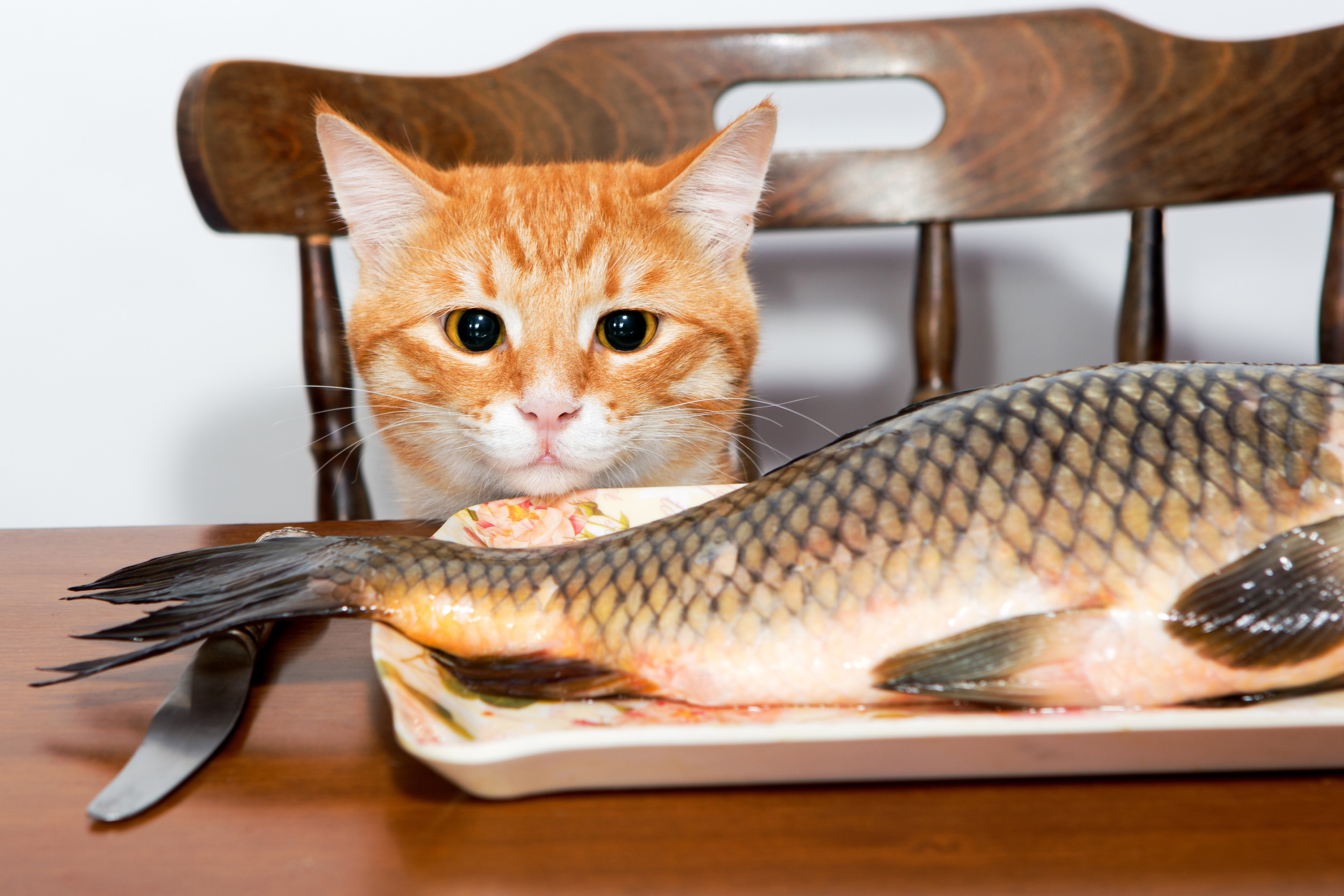 cat eating fish