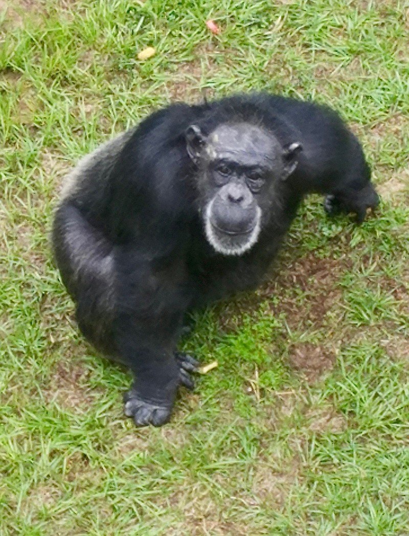 One of the 260 Chimp Haven resident chimpanzees sits in a forested habitat enclosure during morning meal time.
