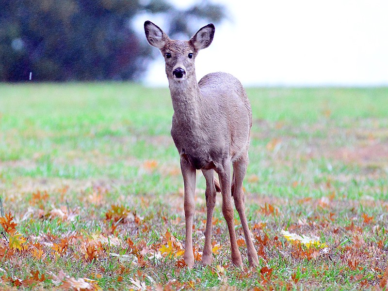 A deer feeds at Binder Lake under a cold drizzle Monday afternoon. Deer tend to travel in packs so slow down at night and proceed with caution. 