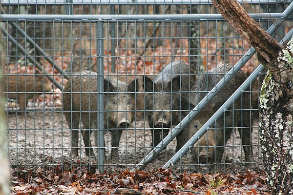 MDC and partners have removed nearly 7,340 feral hogs around the state so far in 2018. 