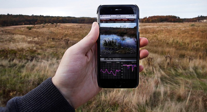 In this Thursday Nov. 1, 2018 photo, Brian Mayton, a research assistant at the MIT Media Lab Responsive Environment group, holds his mobile phone receiving live stream video and audio data at a marshland in Plymouth, Mass., which is equipped with wireless sensors, cameras and microphones to create a virtual reality world inspired by nature's rhythms. Researchers at the Massachusetts Institute of Technology hope that by live-streaming data, sights and sounds at the Tidmarsh Wildlife Sanctuary, they can help scientists understand wildlife restoration techniques and let other virtual visitors experience nature remotely. (AP Photo/Charles Krupa)