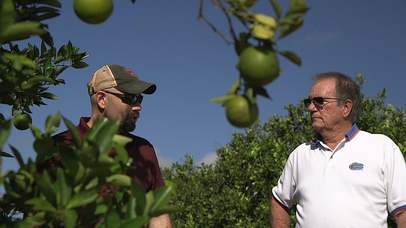 Fred Gmitter, a geneticist at the University of Florida Citrus Research and Education Center, right, visits a citrus grower in an orange grove affected by citrus greening disease in Fort Meade, Fla., on Sept. 27, 2018. "If we can go in and edit the gene, change the DNA sequence ever so slightly by one or two letters, potentially we'd have a way to defeat this disease," says Gmitter. (AP Photo/Federica Narancio)