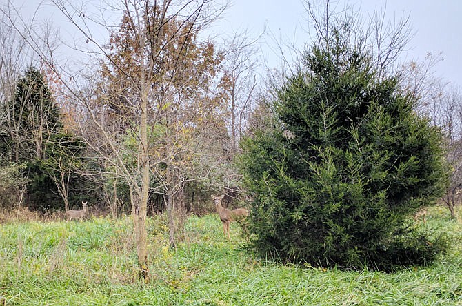 Unwary deer browse near the Fulton YMCA shortly before the beginning of firearm hunting season. During opening weekend, hunters across Missouri harvested nearly 100,000 deer.