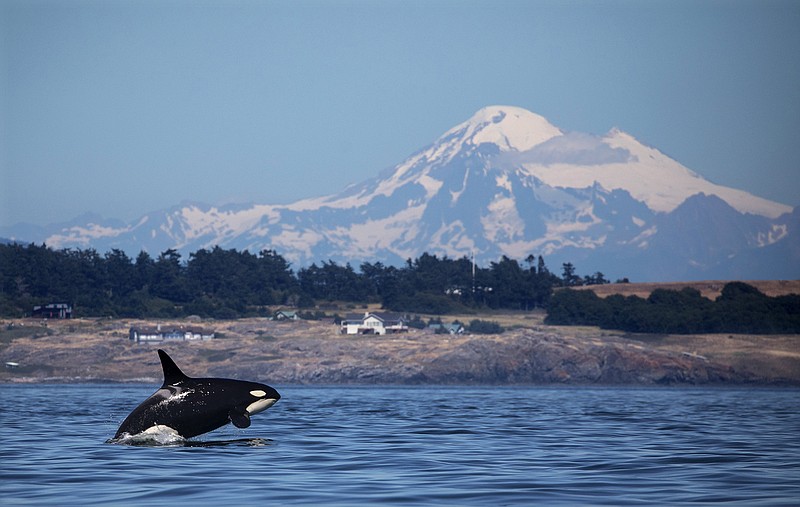 A southern resident killer whale breaches in Haro Strait just off San Juan Island's west side with Mt. Baker in the backround. (Steve Ringman/The Seattle Times/TNS) 