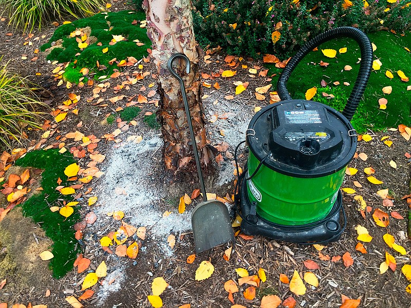 This Oct. 21, 2018 photo taken on a property near Langley, Washington, shows wood stove ashes spread lightly around a newly planted tree to raise soil pH acidity. Plants that thrive with a dressing of nutrient-rich wood ashes include garlic, chives, leeks, lettuces, asparagus and stone fruit trees. Don't apply it If your soil tests 6.5 to 7 or above. (Dean Fosdick via AP)
