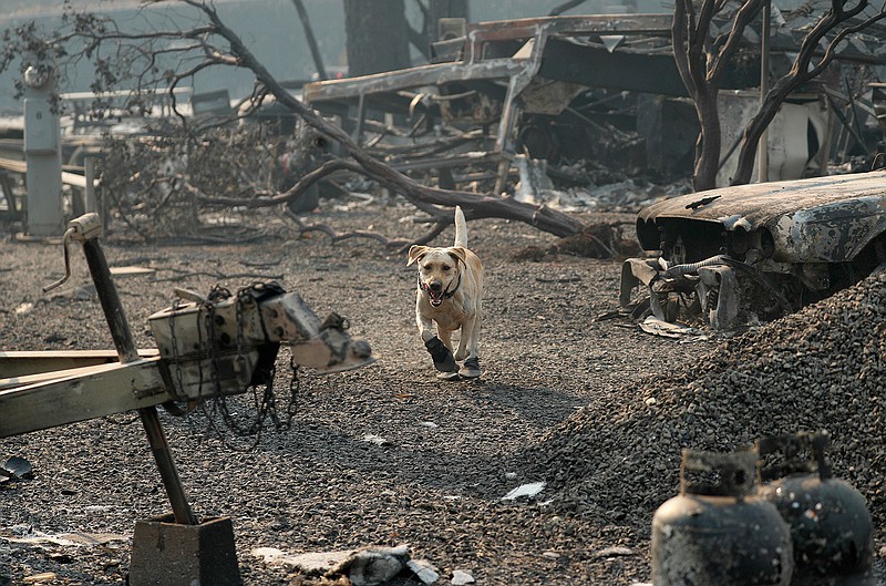 A search and rescue dog searches for human remains at the Camp Fire, Friday, Nov. 16, 2018, in Paradise, Calif. (AP Photo/John Locher)