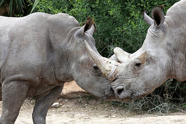 P. White Rhino PUP (from OC)【2】 Endangered white rhino on display at Texas zoo | Texarkana Gazette