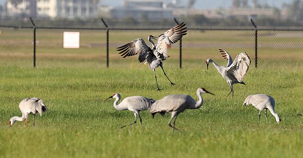  Our Sandhill Cranes Are Back! - Galveston, TX