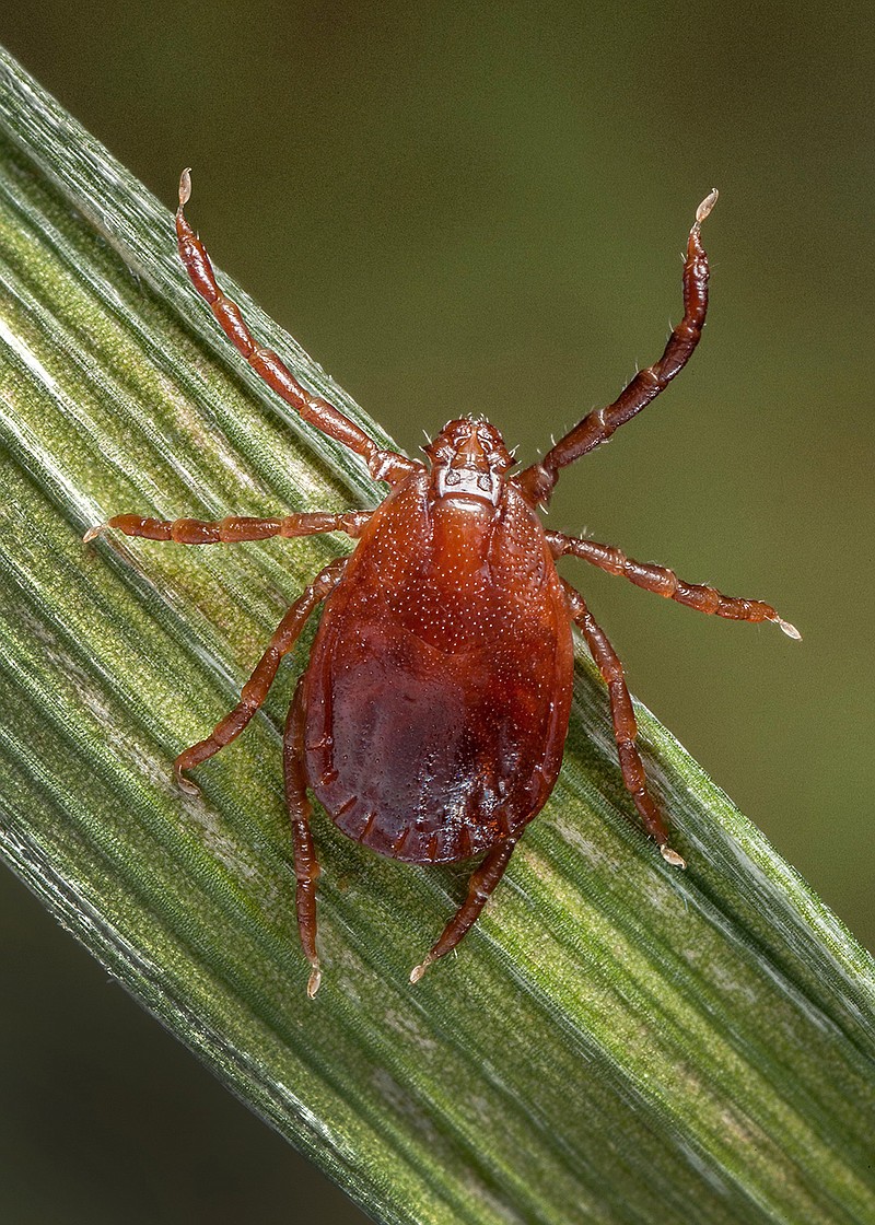 An adult female Haemaphysalis longicornis tick, commonly known as the longhorned tick. (CDC handout by Anna E. Perea)