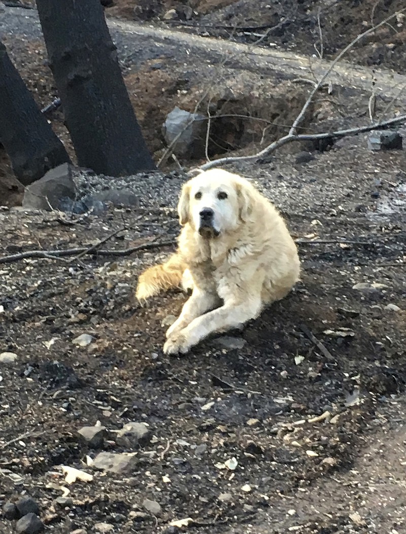 This Friday Dec. 7, 2018 photo provided Shayla Sullivan shows "Madison," the Anatolian shepherd dog that apparently guarded his burned home for nearly a month until his owner returned in Paradise, Calif. Sullivan, an animal rescuer, left food and water for Madison during his wait. (Shayla Sullivan via AP)