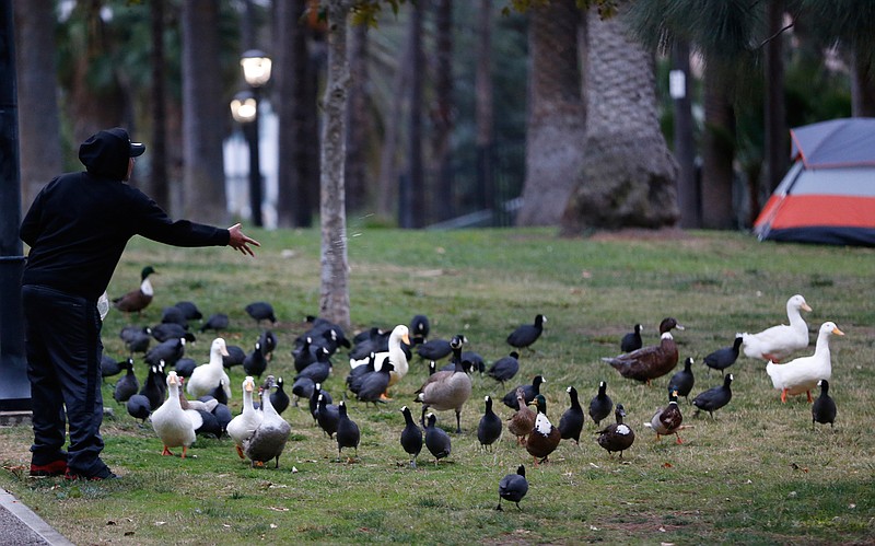 A person feeds birds in Echo Park under a light rain in Los Angeles Wednesday, Dec. 5, 2018. A fall storm is causing slick conditions on Southern California freeways but isn't expected to generate enough rain to trigger mudslides or debris flows on hillsides charred by recent fires. (AP Photo/Damian Dovarganes)
