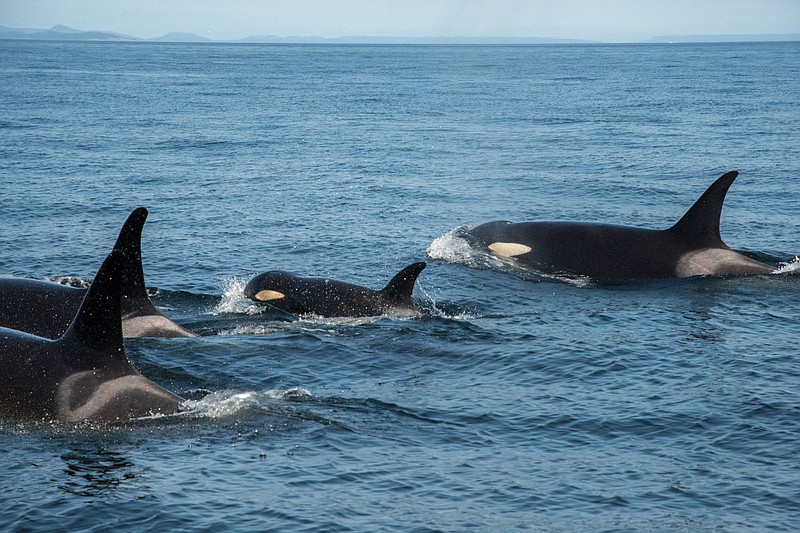 Fraser River chinook critical to orcas are in steep decline, new research shows. (KCPQ-TV/TNS)