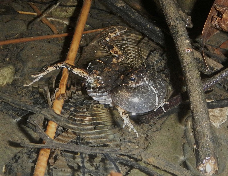 In this undated photo provided by researchers in December 2018, a male tungara frog in Panama uses his vocal sac to call out in Gamboa, Panama. A study released on Monday, Dec. 10, 2018, examines why these amphibians adapt their mating calls in urban areas _ an unexpected example of how animals change communication strategies when cities encroach on forests. (Adam Dunn via AP)