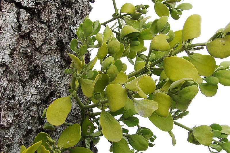 <p>Submitted</p><p>The mistletoe commonly used in U.S. holiday decoration is native to North America and grows as a parasite on trees such as apple, poplar, linden and, rarely, oak.</p>