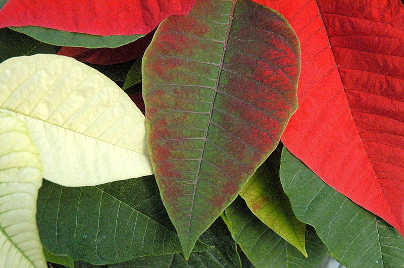 <p>(Photo by Debbie Johnson) Poinsettia bract begins to change color.</p>