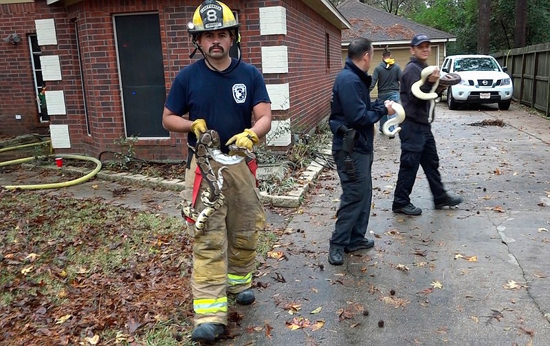 Firefighters in Texas have rescued more than 100 snakes from a home that caught fire over the weekend. Authorities say a Christmas tree may have sparked the blaze Saturday near Conroe, about 40 miles north of Houston. The snakes included pythons and boa constrictors. Authorities say that when firefighters arrived, they discovered a second-floor bedroom full of snakes and lizards. Firefighters from Caney Creek and other responders carefully brought the snakes outside to safety, though authorities say "a couple of" lizards died in the fire. Houston TV station KTRK reports that the homeowners weren't at the house at the time of the fire.