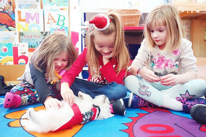 Preschoolers Cara Burfield, Ava Thompson and Sara Kosky give belly rubs to therapy dog-in-training KC. KC, an 8-week-old Westie, arrived at the Fulton Early Childhood Center last week. The dog will help teach children about regulating their emotions, using indoor voices and being empathetic and gentle.