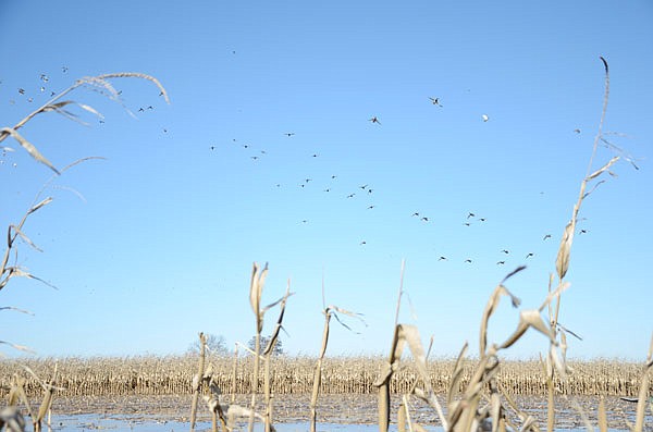 The passage of the Farm Bill will benefit waterfowl and all wildlife.