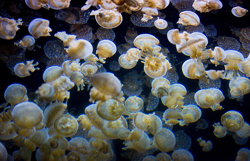 Jellyfish are on display Nov. 14 at the Houston Zoo. The jellies are grown onsite behind the scenes of the aquarium at the zoo. 
